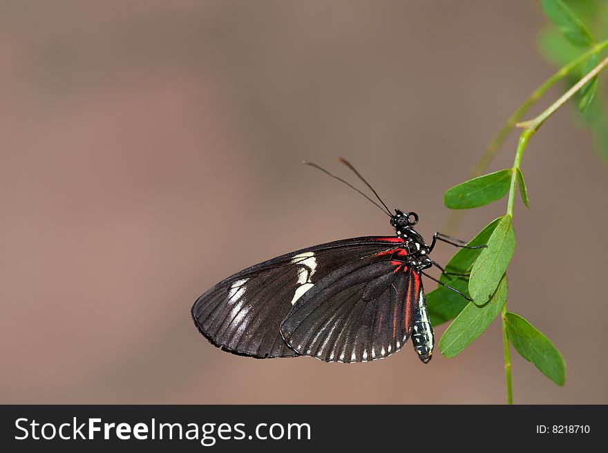 Close up of a beautiful  butterfly. Close up of a beautiful  butterfly