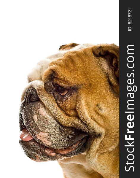 English bulldog on white background. English bulldog on white background