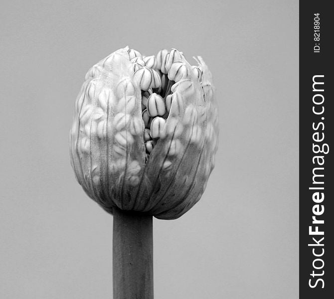 A bud of onion flower