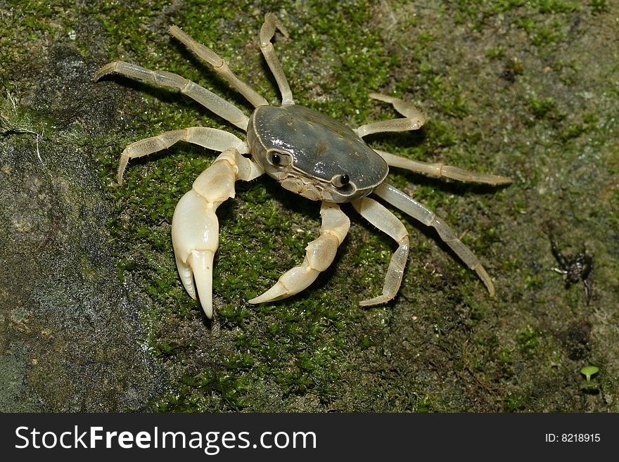 An endemic crab,  Geothelphusa cinerea, on a rock