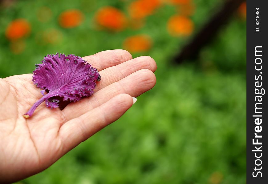 A purple leaf on hand with green background.