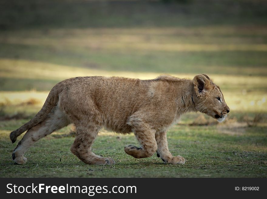 Young lion stalking its prey