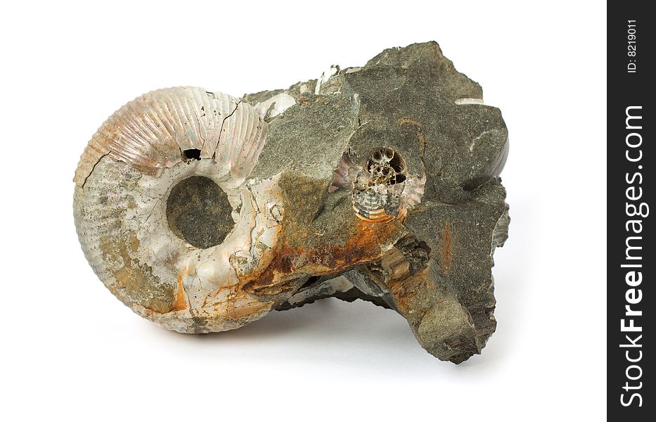 Ammonite Fossil On White