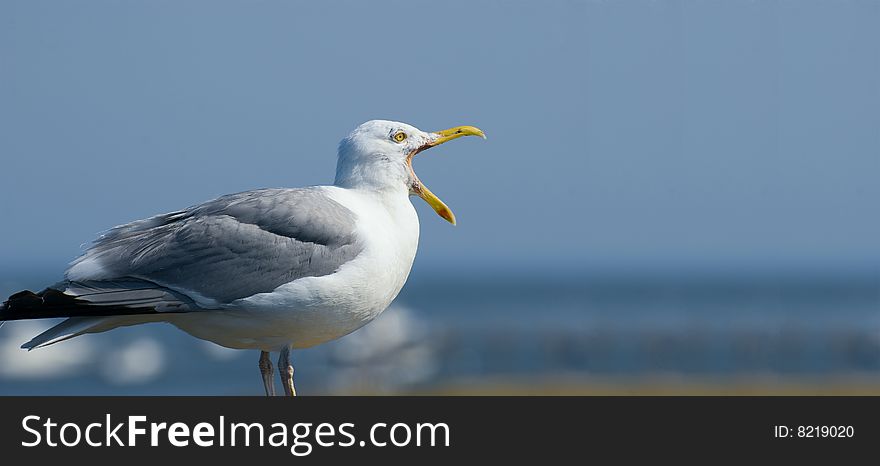 A Singing Seagull with Blue Sky