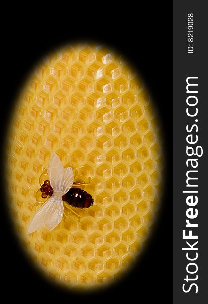 The Bee Sits On Yellow Equal Honeycombs