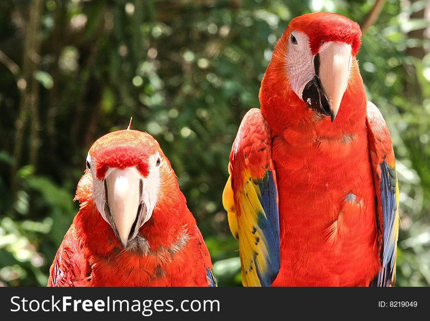 Two Scarlet Macaw Parrots looking at the camera with green foliage background