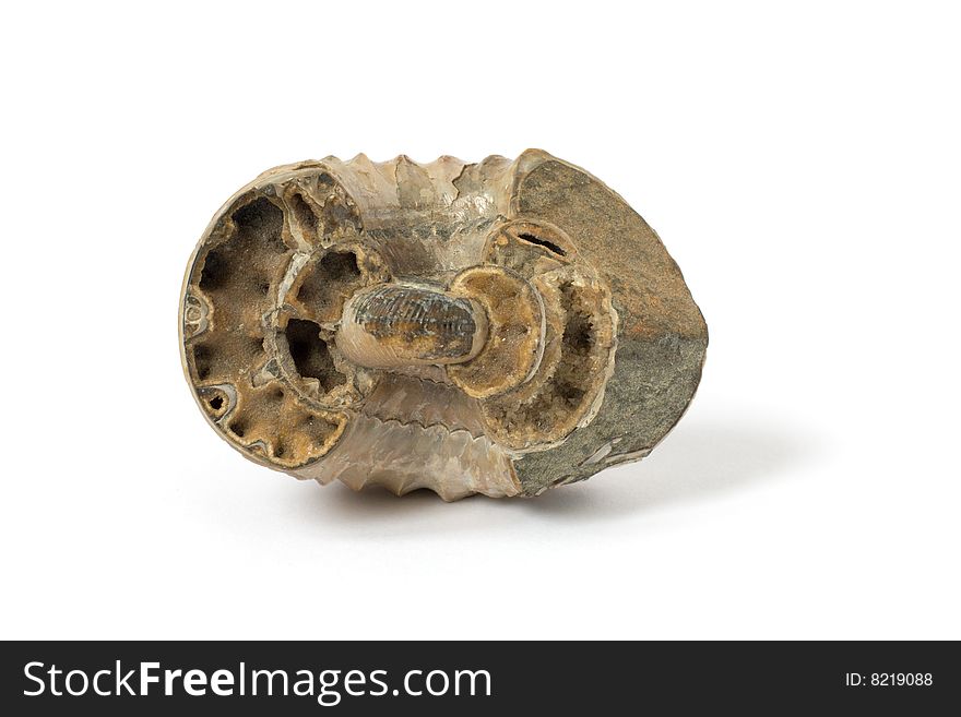 Fossilized ammonite found in the Yakutia area isolated on the white background. Fossilized ammonite found in the Yakutia area isolated on the white background