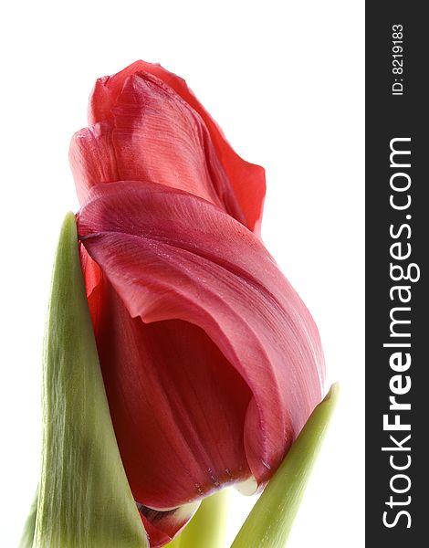 Red tulip isolated on white