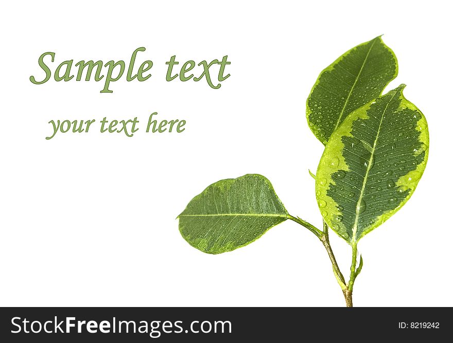 Ficus leaf