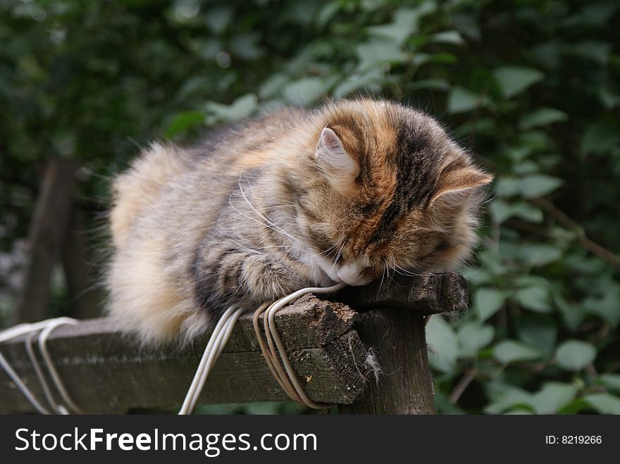 The striped cat sleeps on a wooden fence