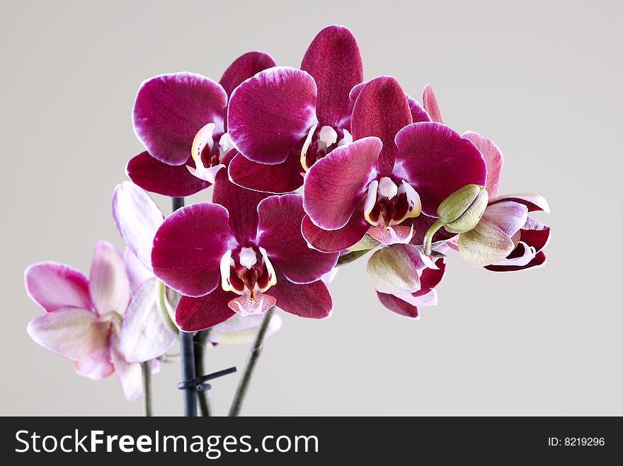 Beautiful orchids isolated on grey