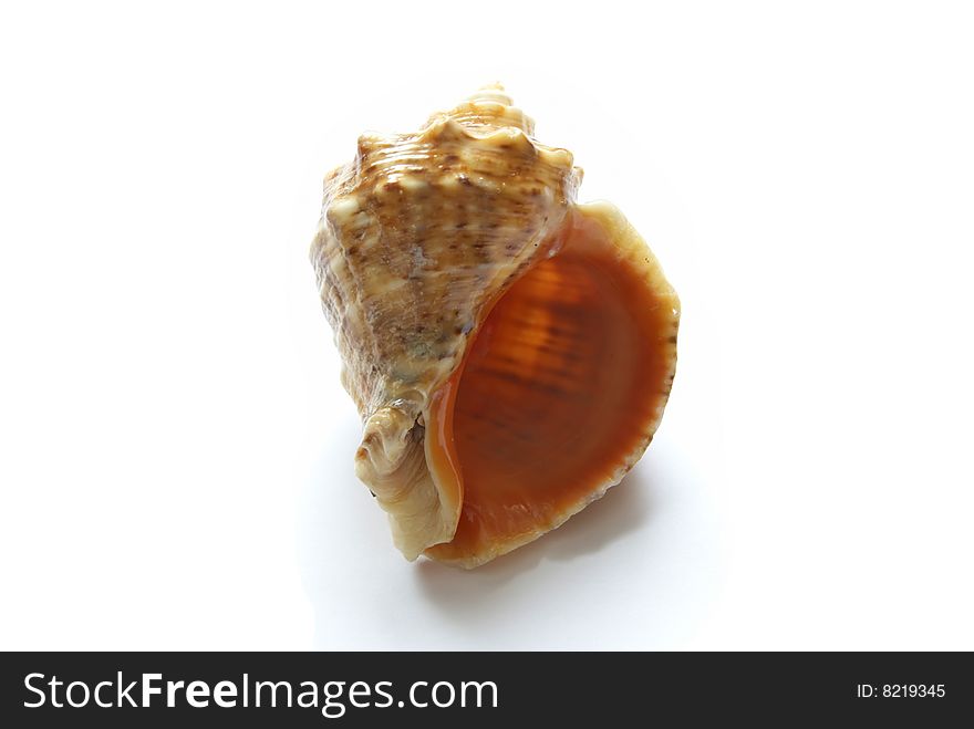 Beautiful sea cockleshell close up on a white background. Beautiful sea cockleshell close up on a white background.