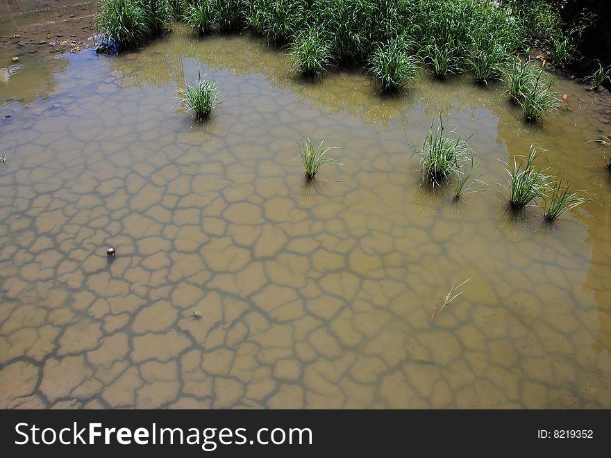 Chapped Pond