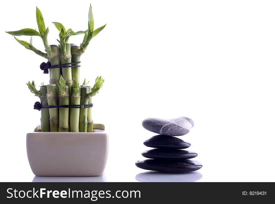 Isolated decorative bamboo composition zen