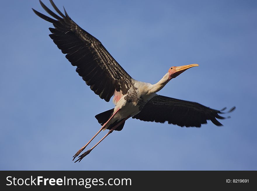 An up-closed stork flying capture with blue sky as the background. An up-closed stork flying capture with blue sky as the background