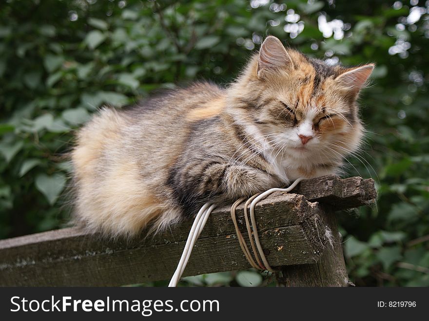 The striped cat falls asleep on a wooden fence. The striped cat falls asleep on a wooden fence