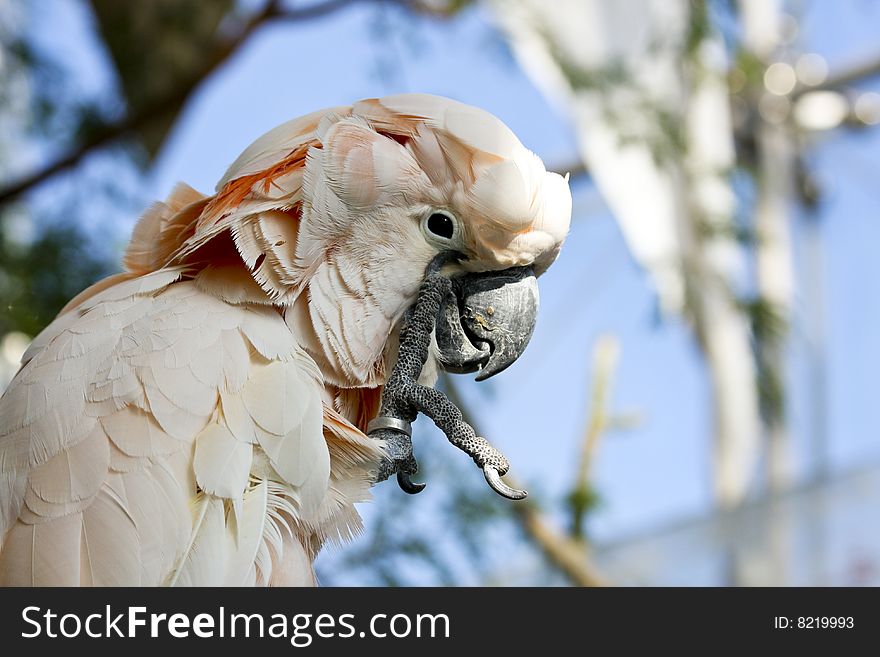 Close up of a crested cockatoo in the Biosphere of the Architect Renzo Piano in Genoa