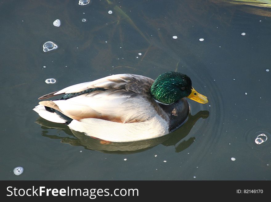 Duck on the water 10