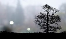 Lonely Tree Landscape Royalty Free Stock Photography