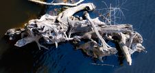 Drift Wood Stock Image Drift Wood Stock Image