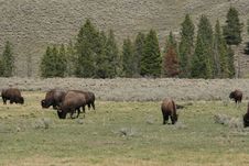 Buffalo Herd Royalty Free Stock Photography