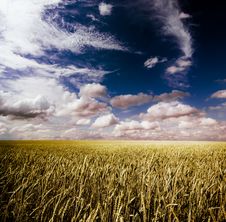 Summer Landscape Royalty Free Stock Photography Summer Landscape Royalty Free Stock Photography
