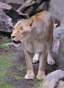 One-eyed Lioness Royalty Free Stock Image One-eyed Lioness Royalty Free Stock Image