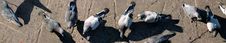 Feeding Pigeons Royalty Free Stock Photo Feeding Pigeons Royalty Free Stock Photo