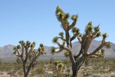 Joshua Trees In Mojave Desert Stock Image
