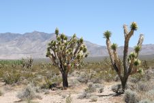 Joshua Trees In Mojave Desert Royalty Free Stock Photo