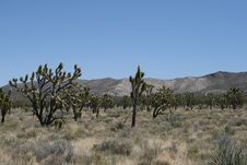 Joshua Trees In Mojave Desert Stock Photo