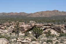 Joshua Trees In Mojave Desert Royalty Free Stock Images