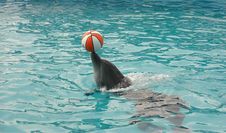 Dolphin Stock Photography Dolphin Stock Photography