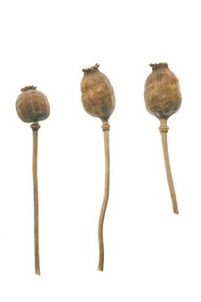 Tree Dried Poppy Heads Royalty Free Stock Photos Tree Dried Poppy Heads Royalty Free Stock Photos