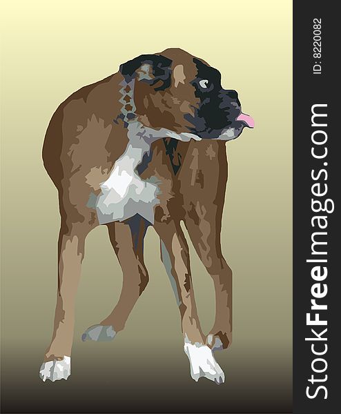 Carmelite boxer dog with collar