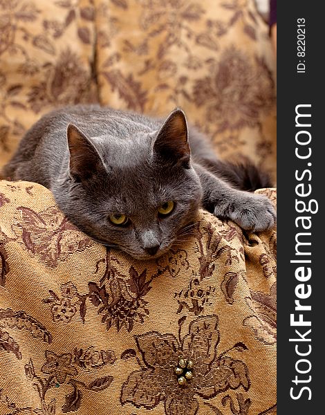 Grey cat lying on gobelin. Grey cat lying on gobelin