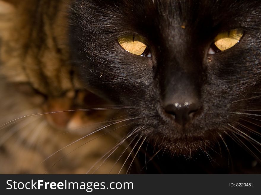 Two cats on a sun winter day. Two cats on a sun winter day