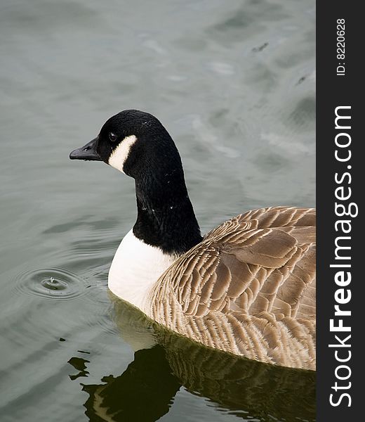 A Canada Goose on water with reflection