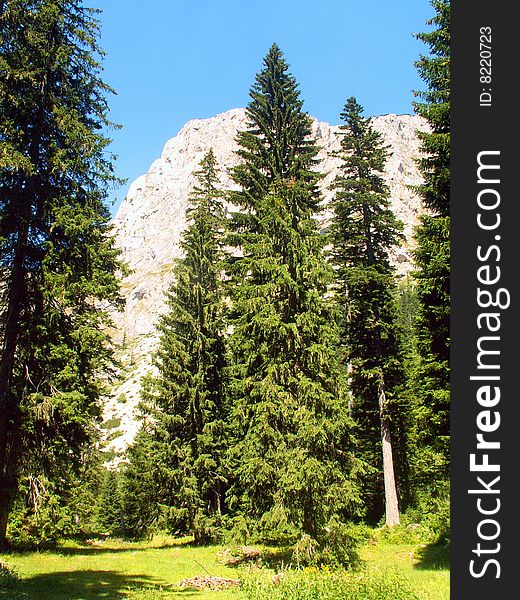 Pines in the Durmitor National Park, Montenegro