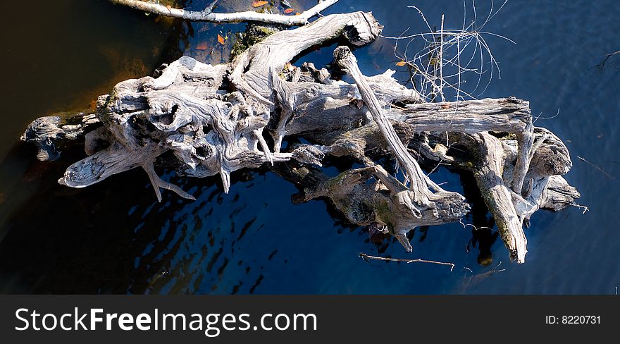 Drift wood floating in the river