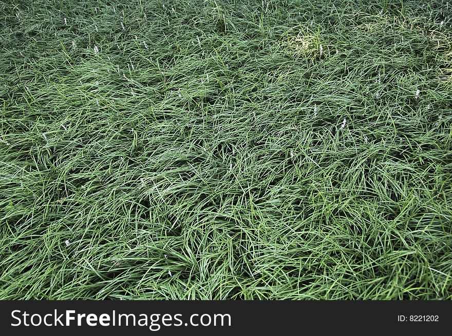 Long green grass. detail of a lawn in asia