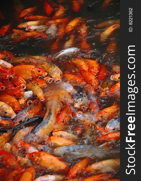 Feeding red fish and carps in china
