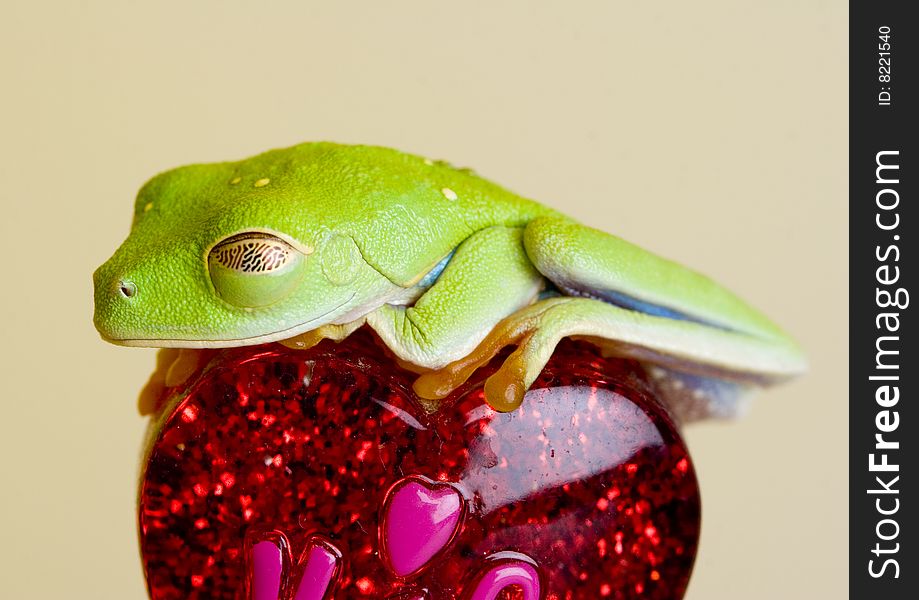 Red eyed tree frog on heart. Red eyed tree frog on heart