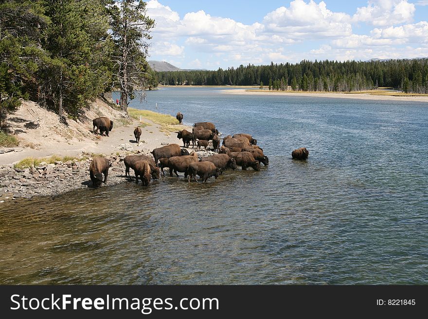 Herd of buffalo riverside in Yellowstone National Park. Herd of buffalo riverside in Yellowstone National Park