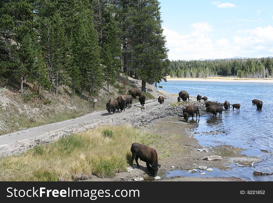 Herd of buffalo taking a break at Yellowstone National Park. Herd of buffalo taking a break at Yellowstone National Park