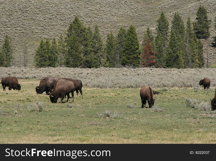 Herd of Buffalo Grazing in Montana at Yellowstone National Park. Herd of Buffalo Grazing in Montana at Yellowstone National Park