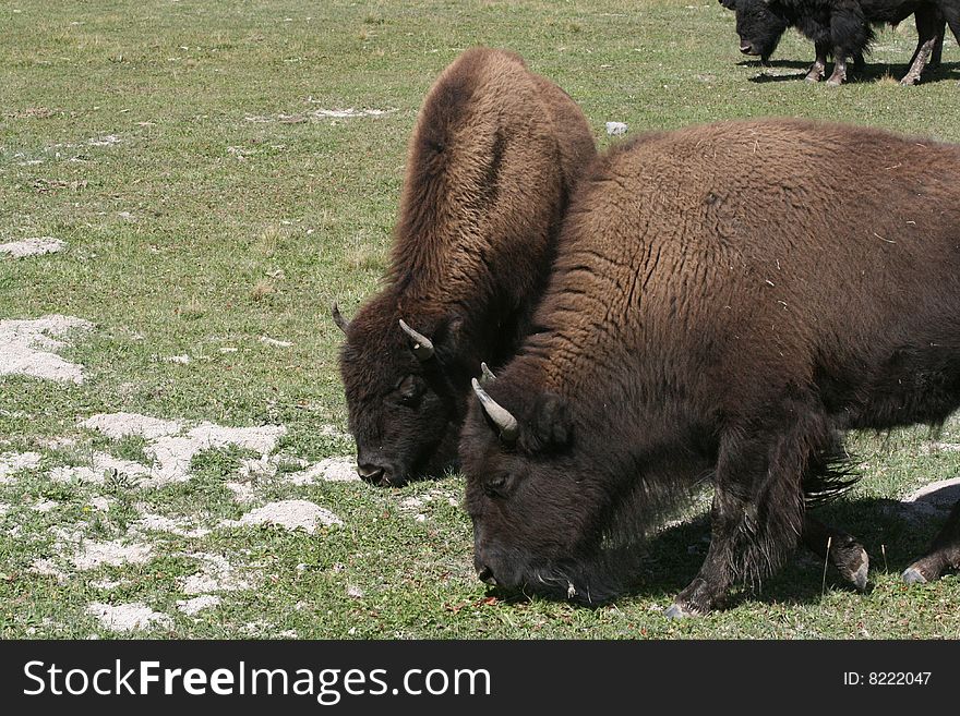 Adult and juvenile buffalo grazing in Yellowstone National Park. Adult and juvenile buffalo grazing in Yellowstone National Park