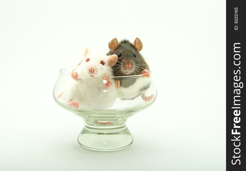 Rat isolated on a white background. Rat isolated on a white background