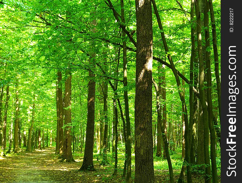 Trees in a green forest in spring