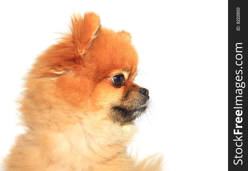 Teddy bear Pomeranian isolated on white.